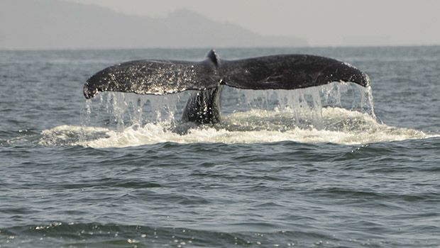 Baleine