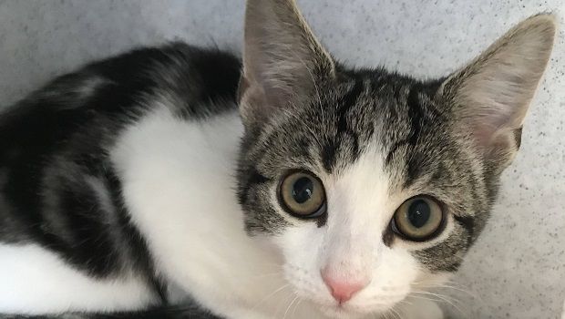 Chat