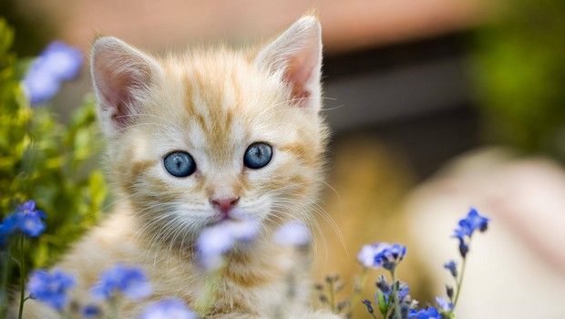 Chaton