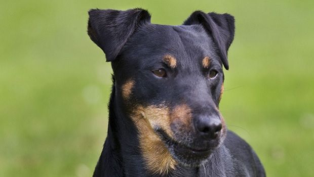 Chien