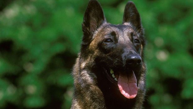 Chien malinois