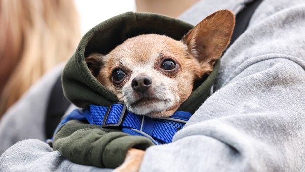 Chihuahua