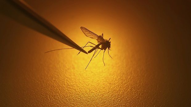 Chikungunya - Moustique