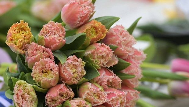 Fleurs