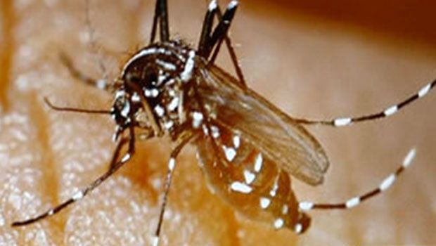 France - Chikungunya