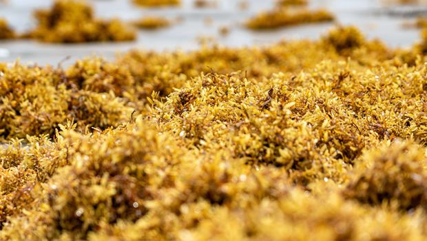 Invasion de sargasses