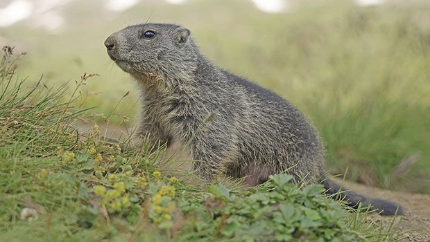 Marmotte