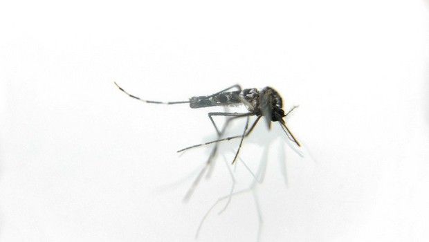 Moustique - Dengue