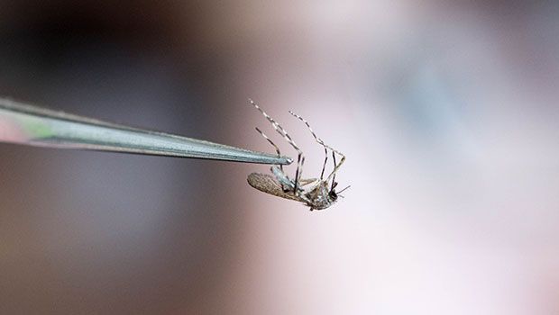 Moustique - Dengue