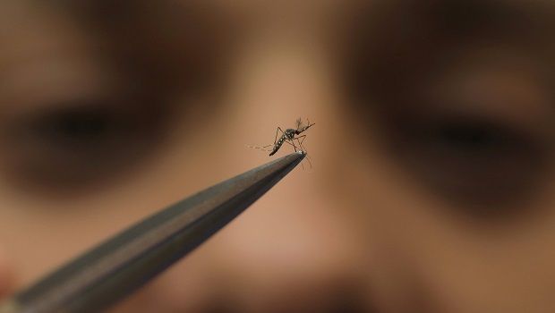 Moustique - Dengue