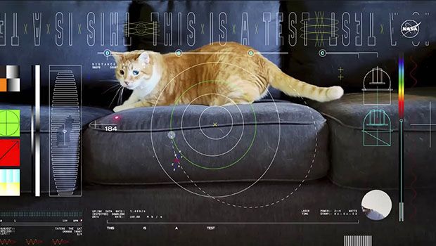 Nasa - Vidéo de chat