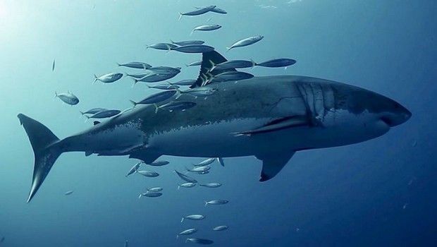 Requin - Illustration