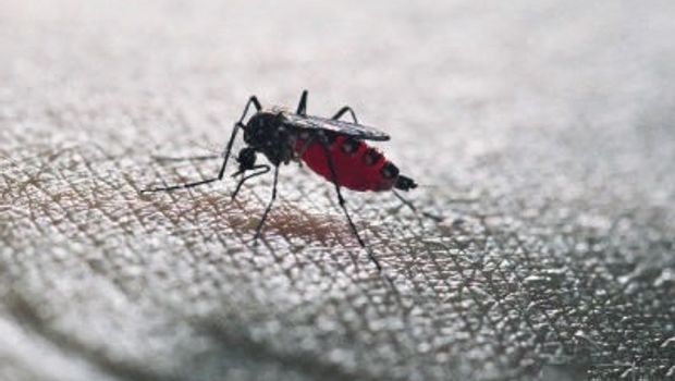 vaccin - Chikungunya - moustiques