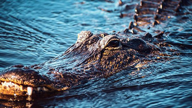 Alligator- Pexels