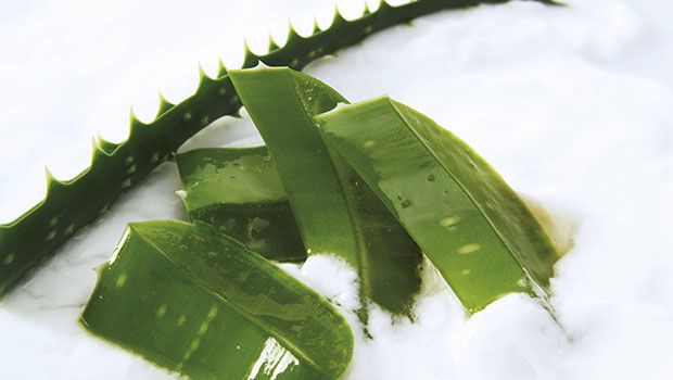 Aloe Vera-SIPA