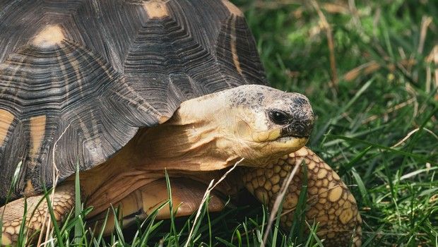 Astrochelys radiata