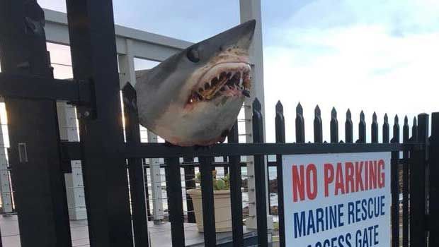 Australie - faits divers - requins