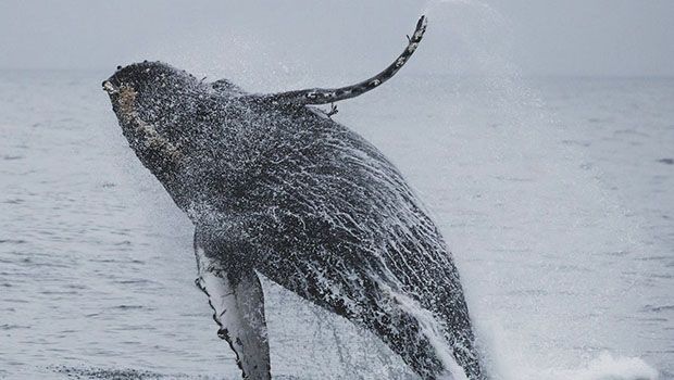 Baleine à bosse - Pexels