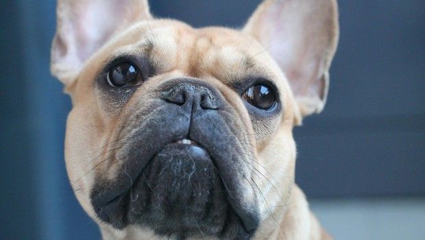 bouledogue français