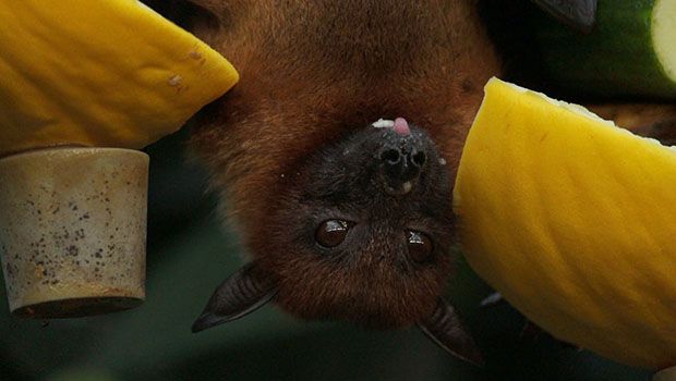 Chauve-souris - Pexels