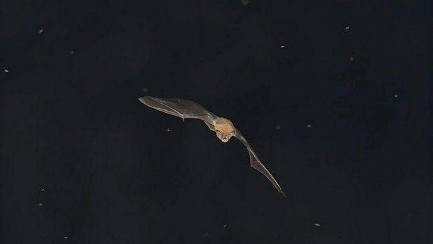 Chauve-souris