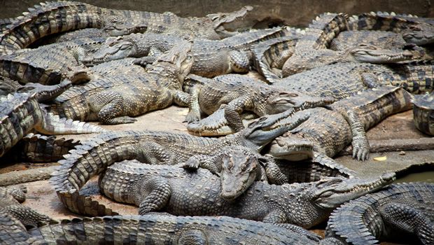Crocodiles