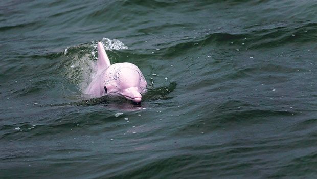 Dauphin rose