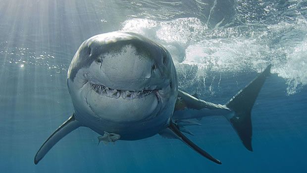 Egypte - Attaque requin