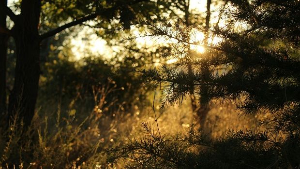 Forêt