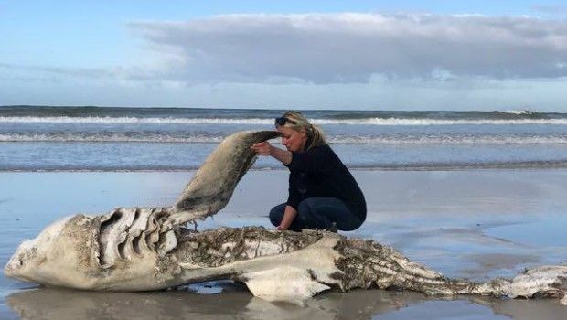 Les foies de grands requins blancs évorés par des orques