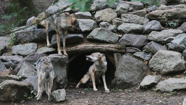 Loups