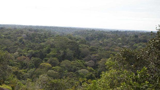 Parc amazonien