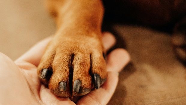 Patte de chien
