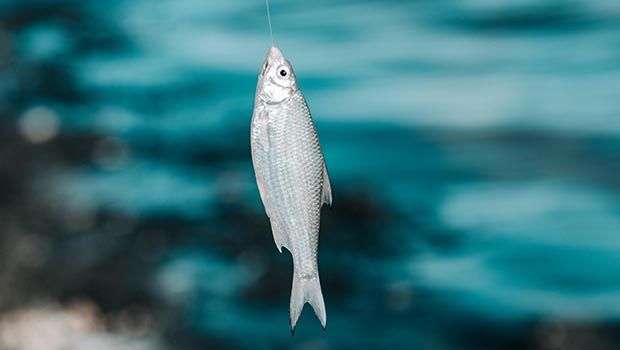 Poisson