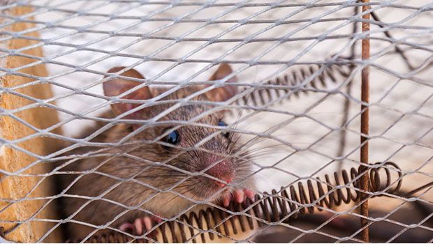 RAT- Pexels