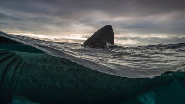 Requin - Illustration