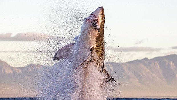 Requin