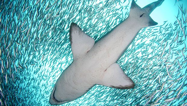Requin