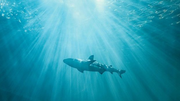 Requin
