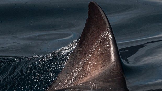 Requin