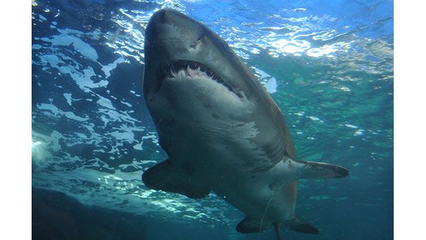 Requin