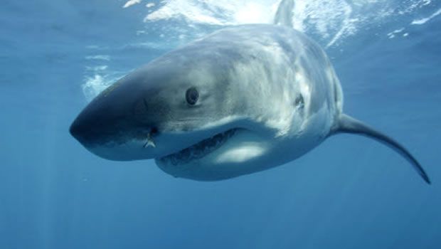 Requins