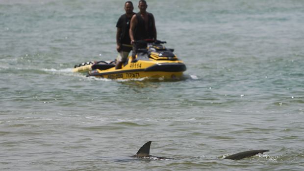 Requins