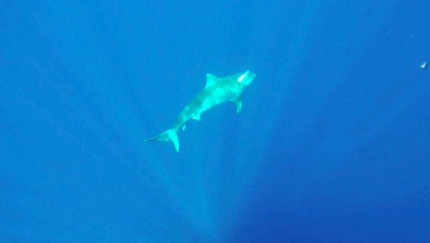Requins pêchés - La Réunion - CRA