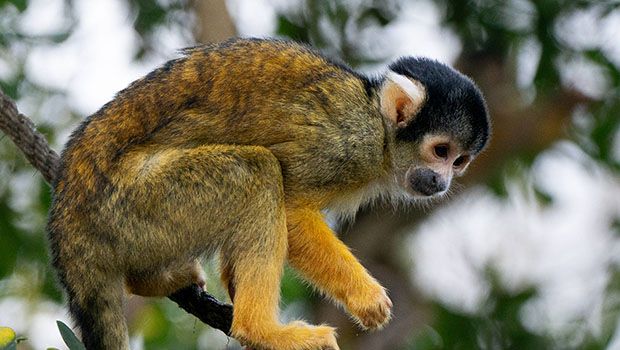 Singe écureuil