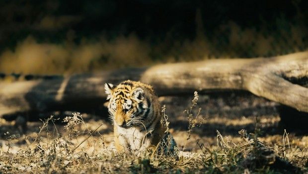 Tigre