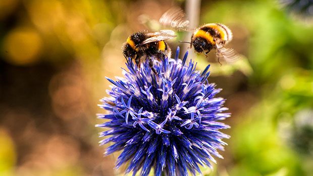 Abeille- Pexels