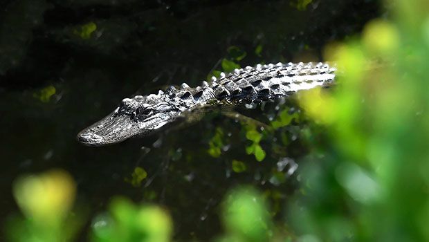 Alligator - Illustration