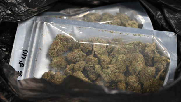 Cannabis