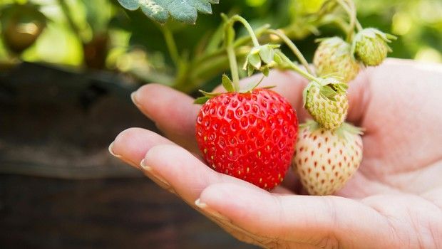 Fraises